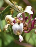 Lonicera implexa. Цветки. Испания, Каталония, пров. Жирона, комарка Баш Эмпорда, муниципалитет Калонже, маквис на грубо-песчаном субстрате. 07.05.2020.