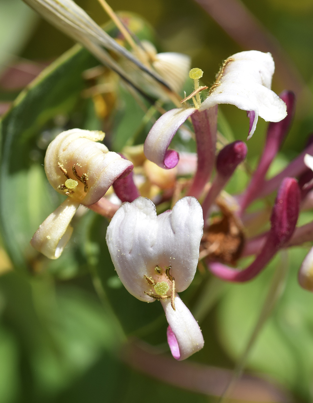 Image of Lonicera implexa specimen.