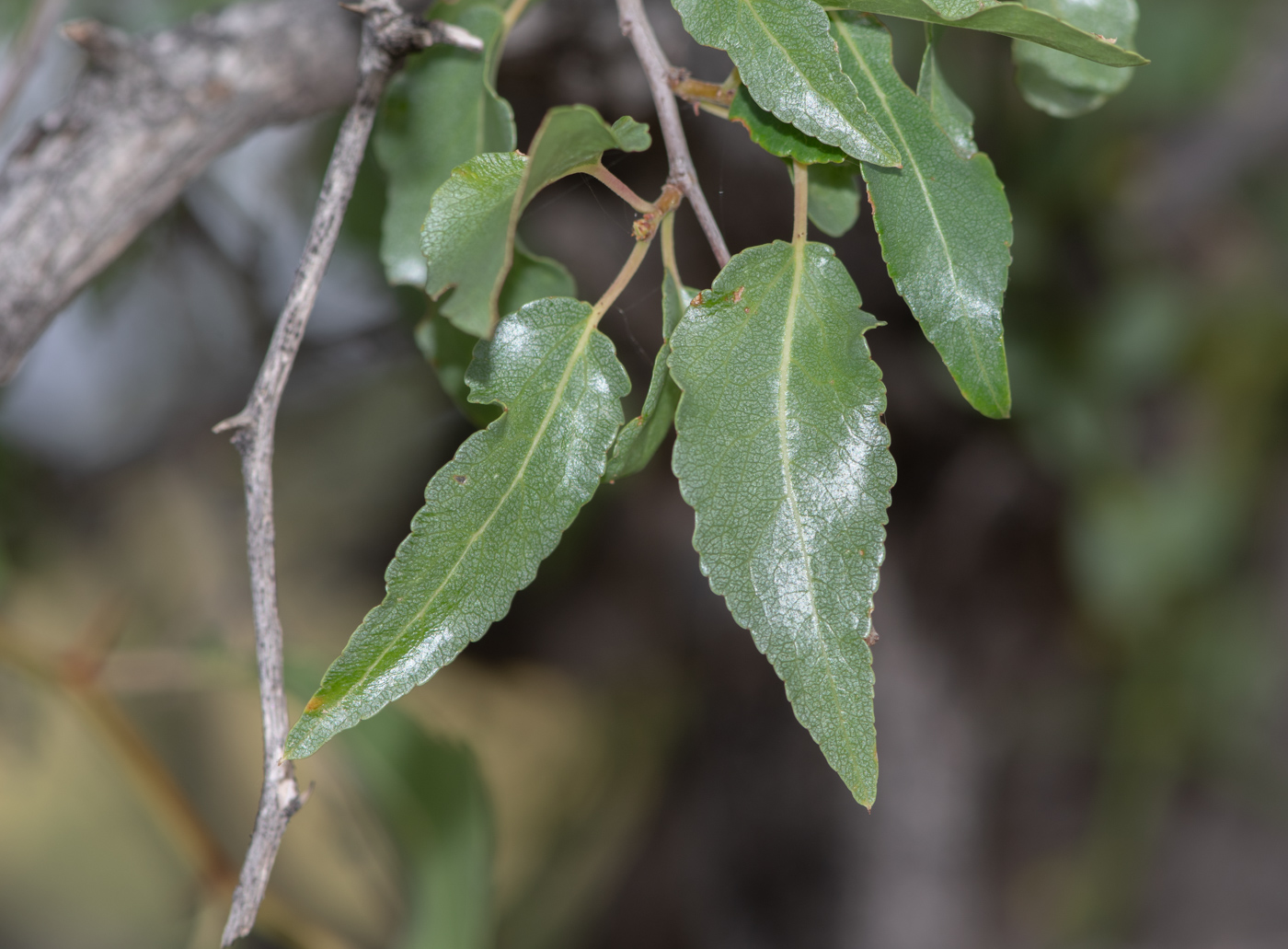 Изображение особи Ziziphus mucronata.