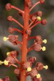 Nepenthes gracilis