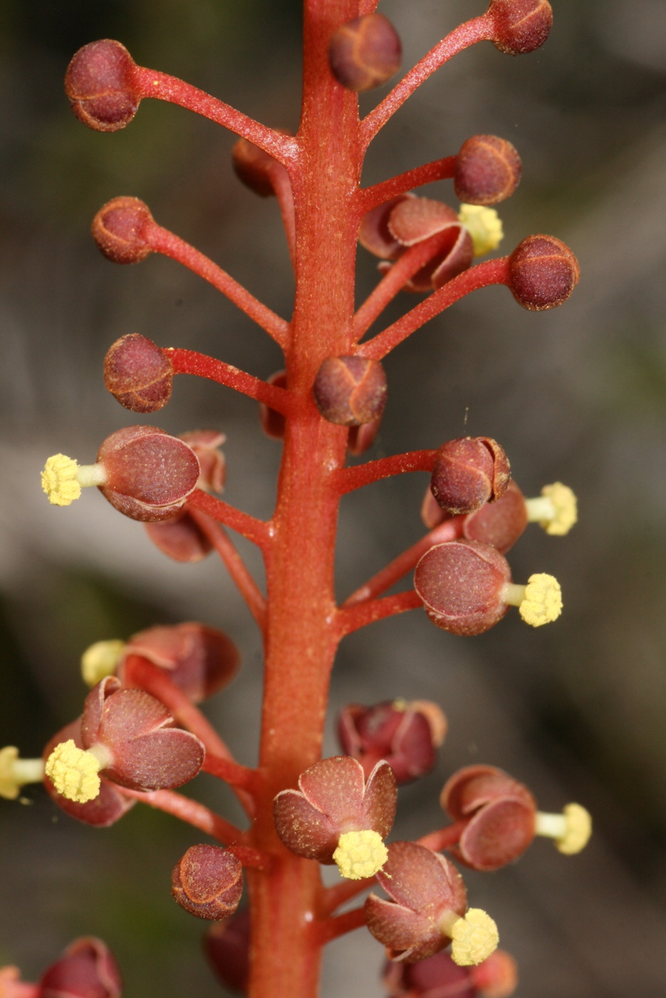 Изображение особи Nepenthes gracilis.