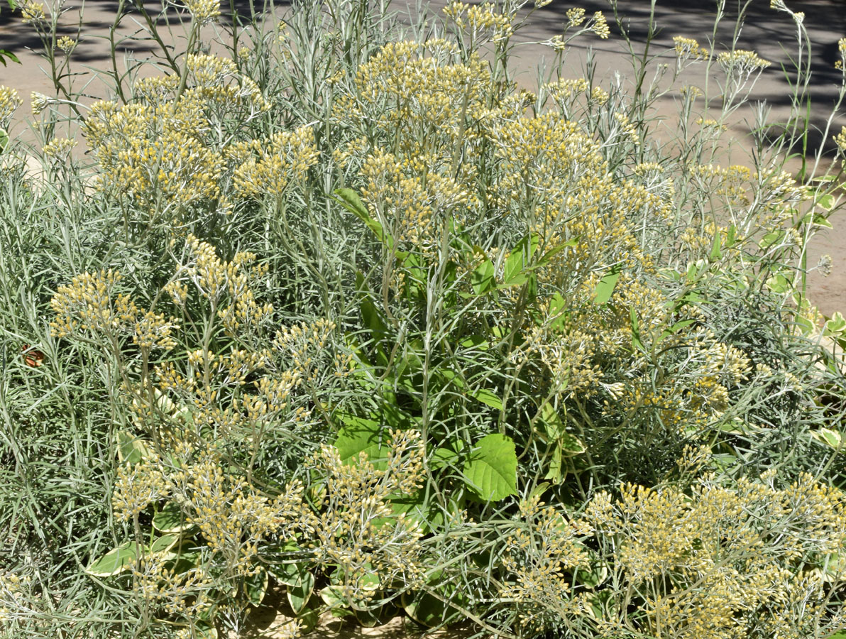 Изображение особи семейство Asteraceae.