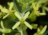 Brassica oleracea var. viridis