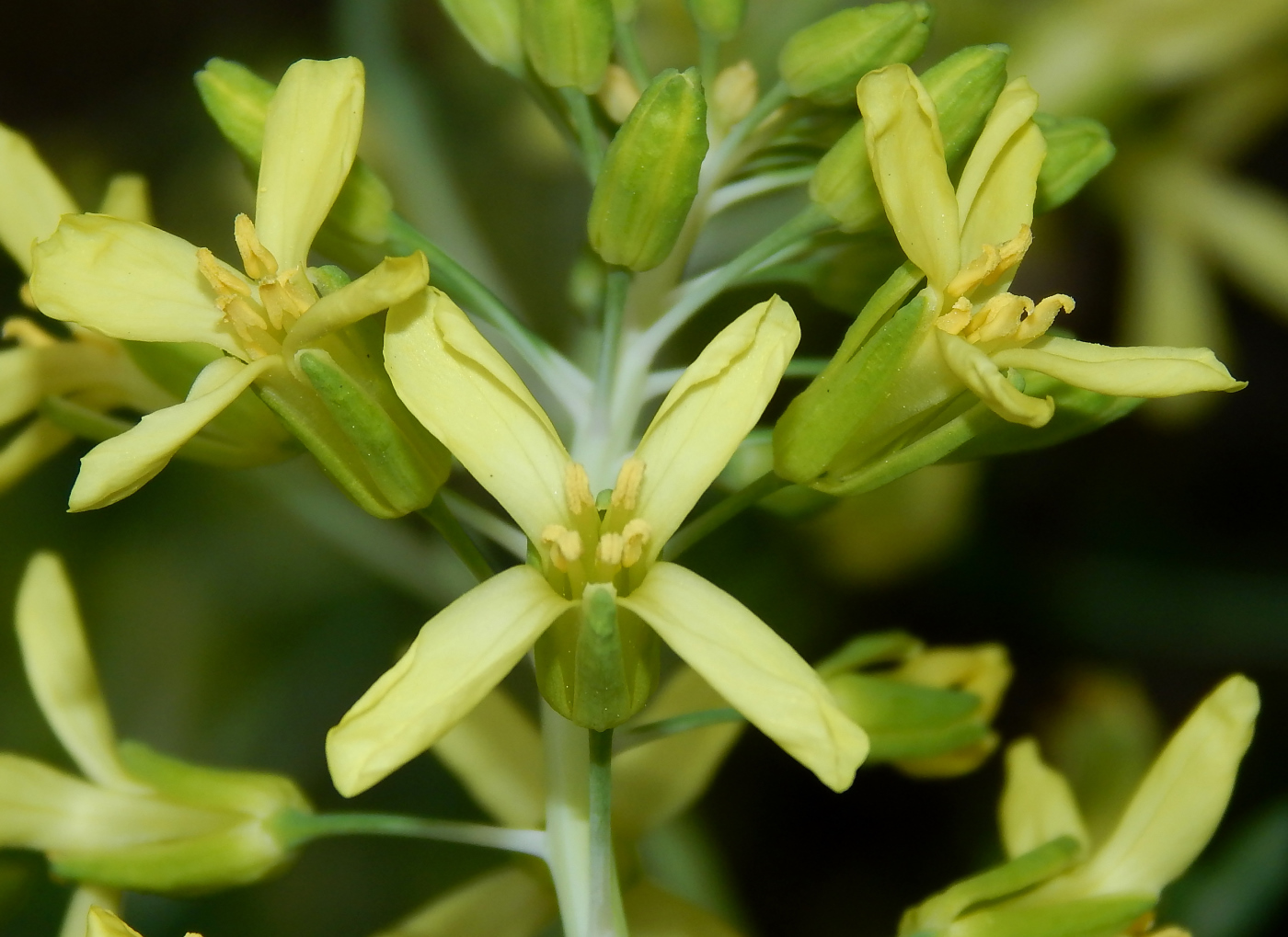 Изображение особи Brassica oleracea var. viridis.