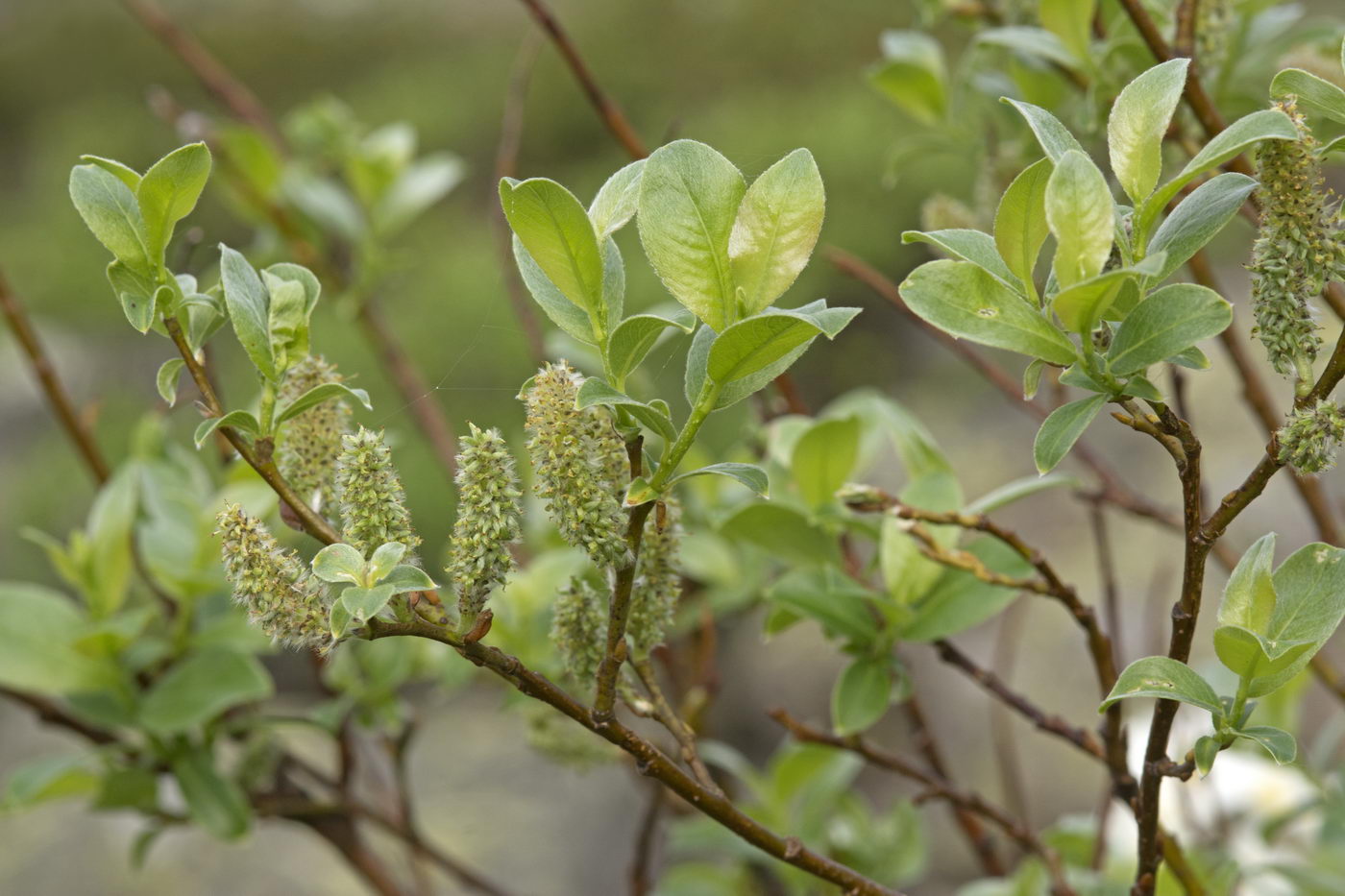 Image of genus Salix specimen.