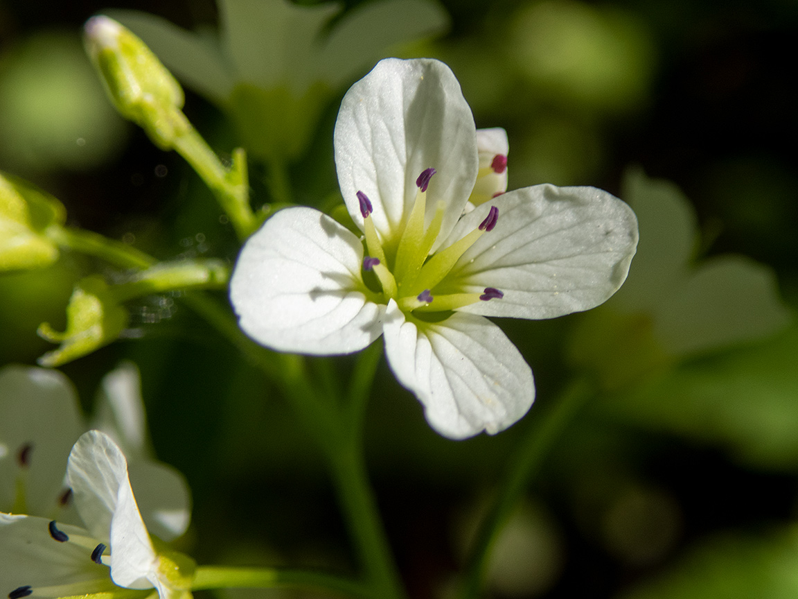 Image of Cardamine amara specimen.