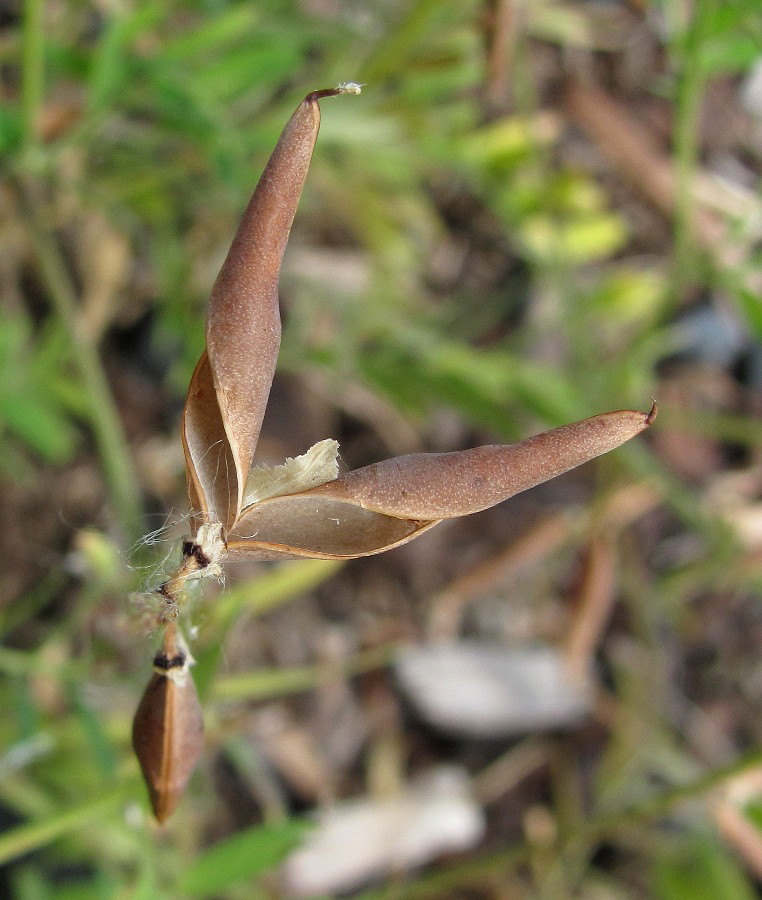 Изображение особи Vicia cracca.