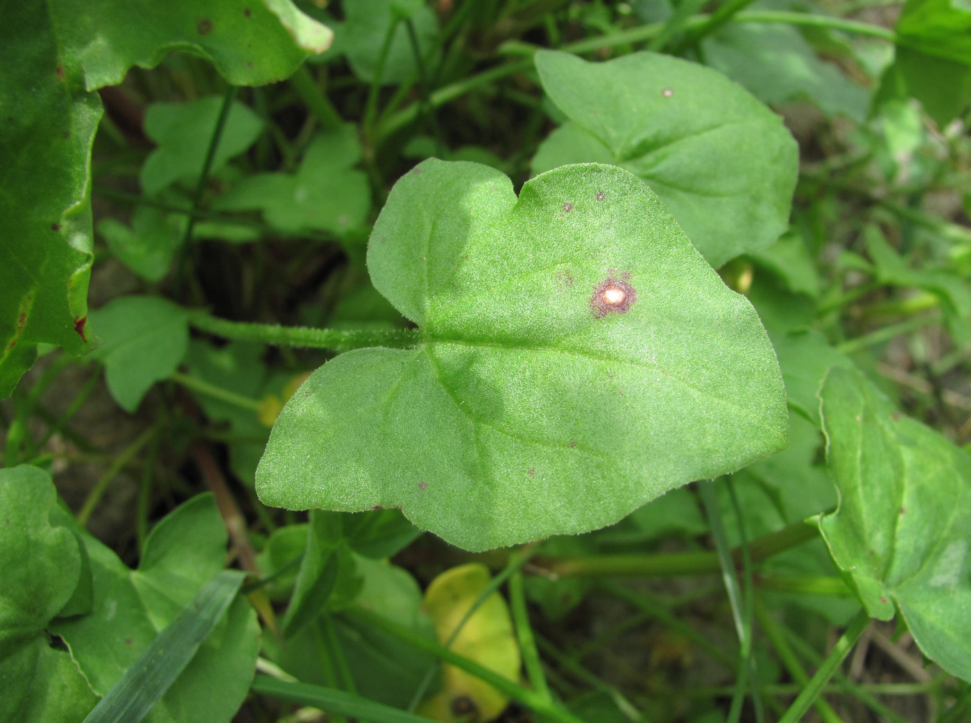 Изображение особи Rumex hastifolius.