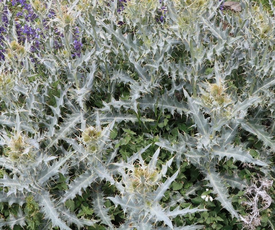 Image of genus Carduus specimen.