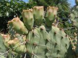 Opuntia phaeacantha var. camanchica f. rubra