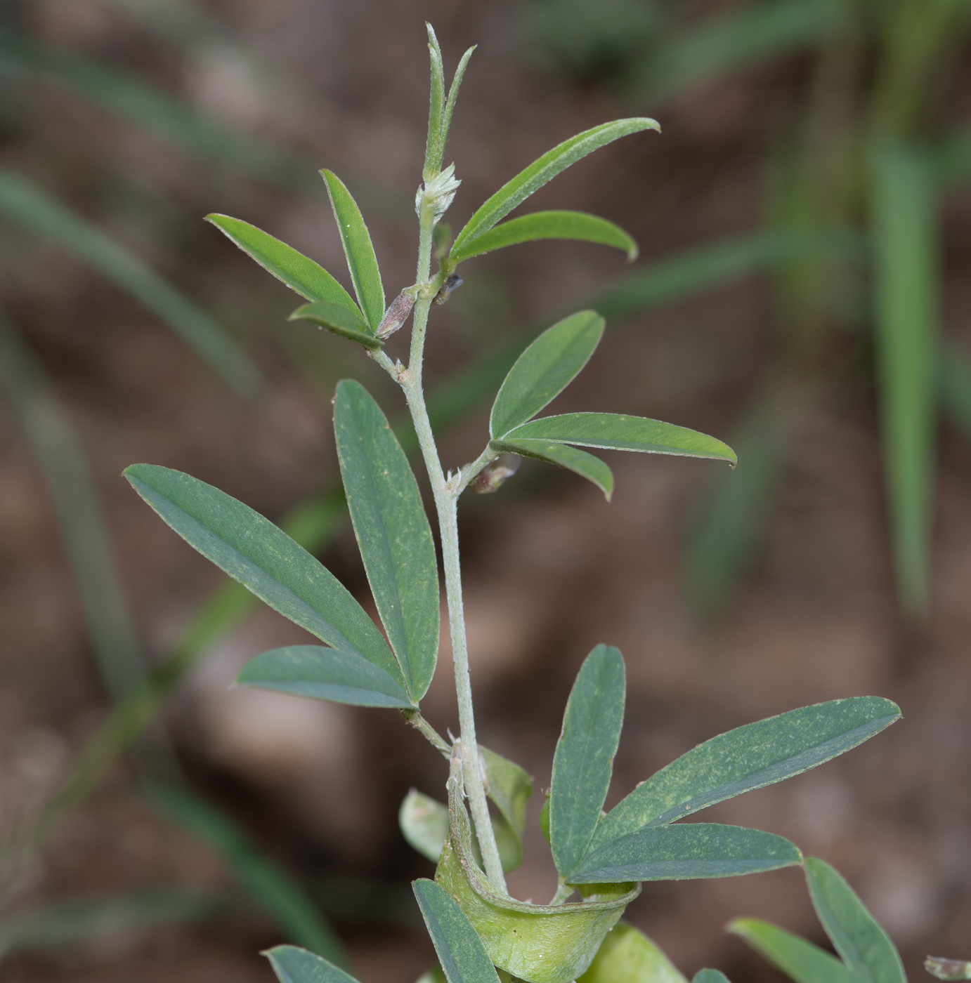 Изображение особи Ptycholobium biflorum.