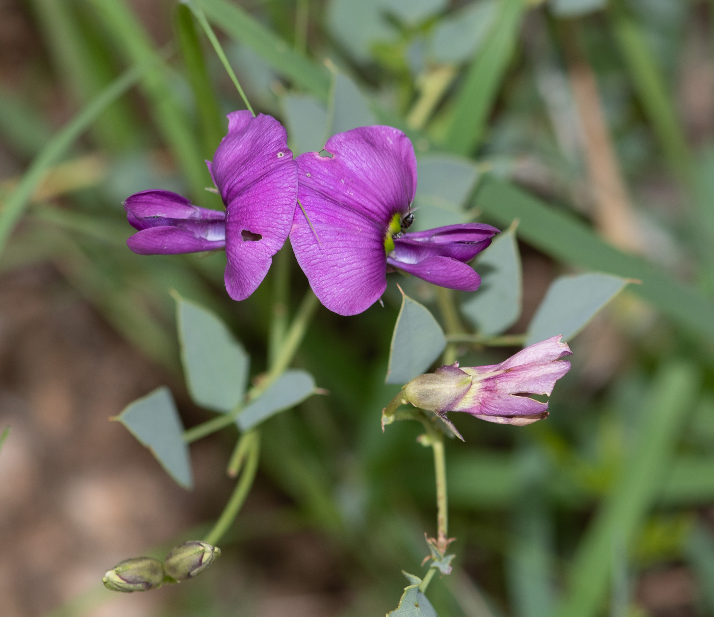 Изображение особи Otoptera burchellii.