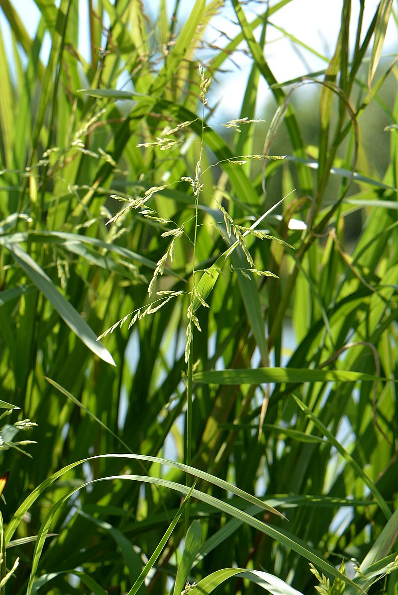 Image of Leersia oryzoides specimen.