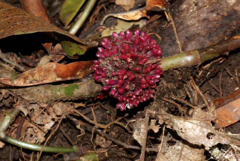 Изображение особи Amischotolype mollissima.