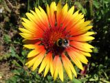 Gaillardia aristata