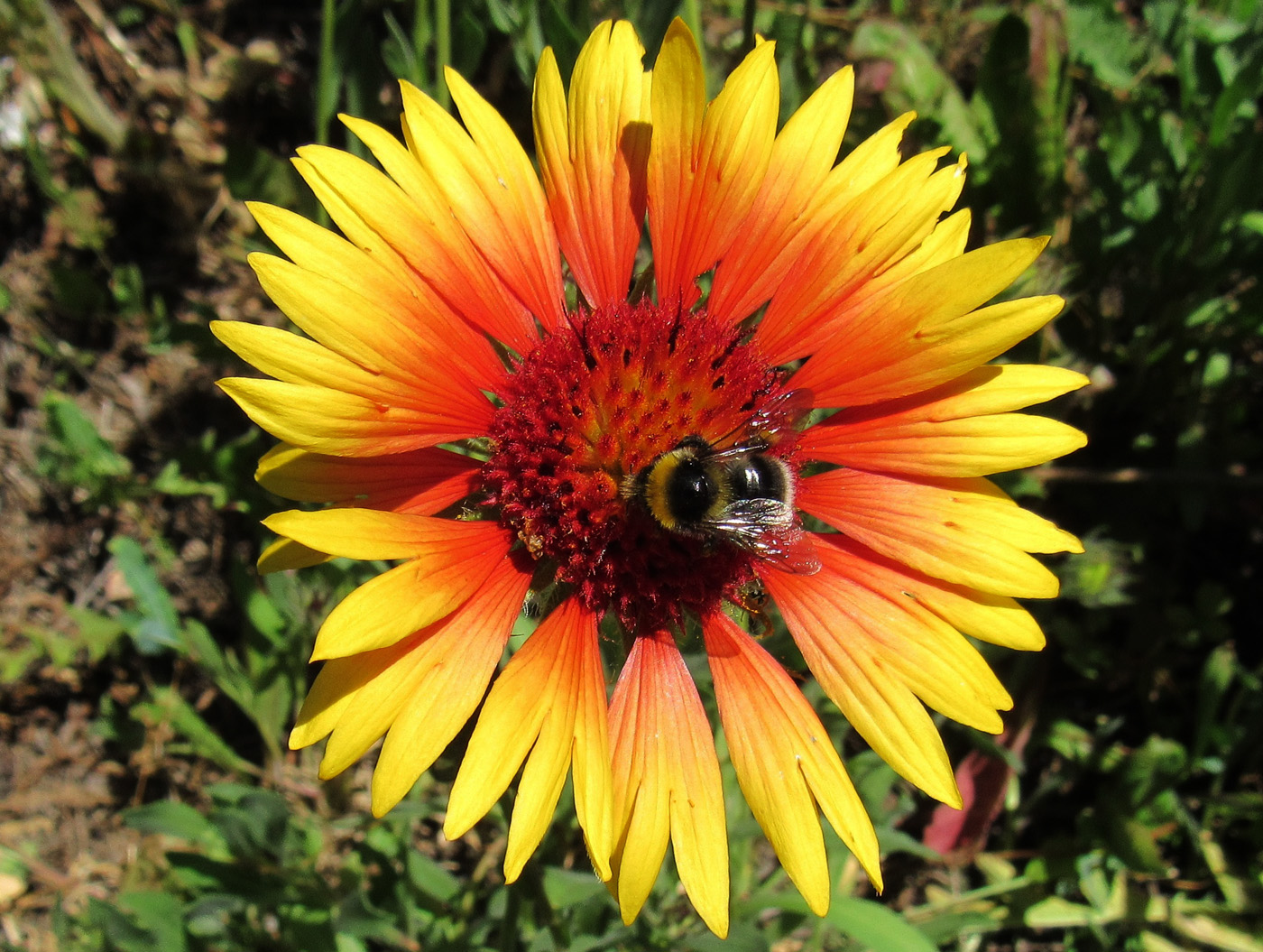 Изображение особи Gaillardia aristata.