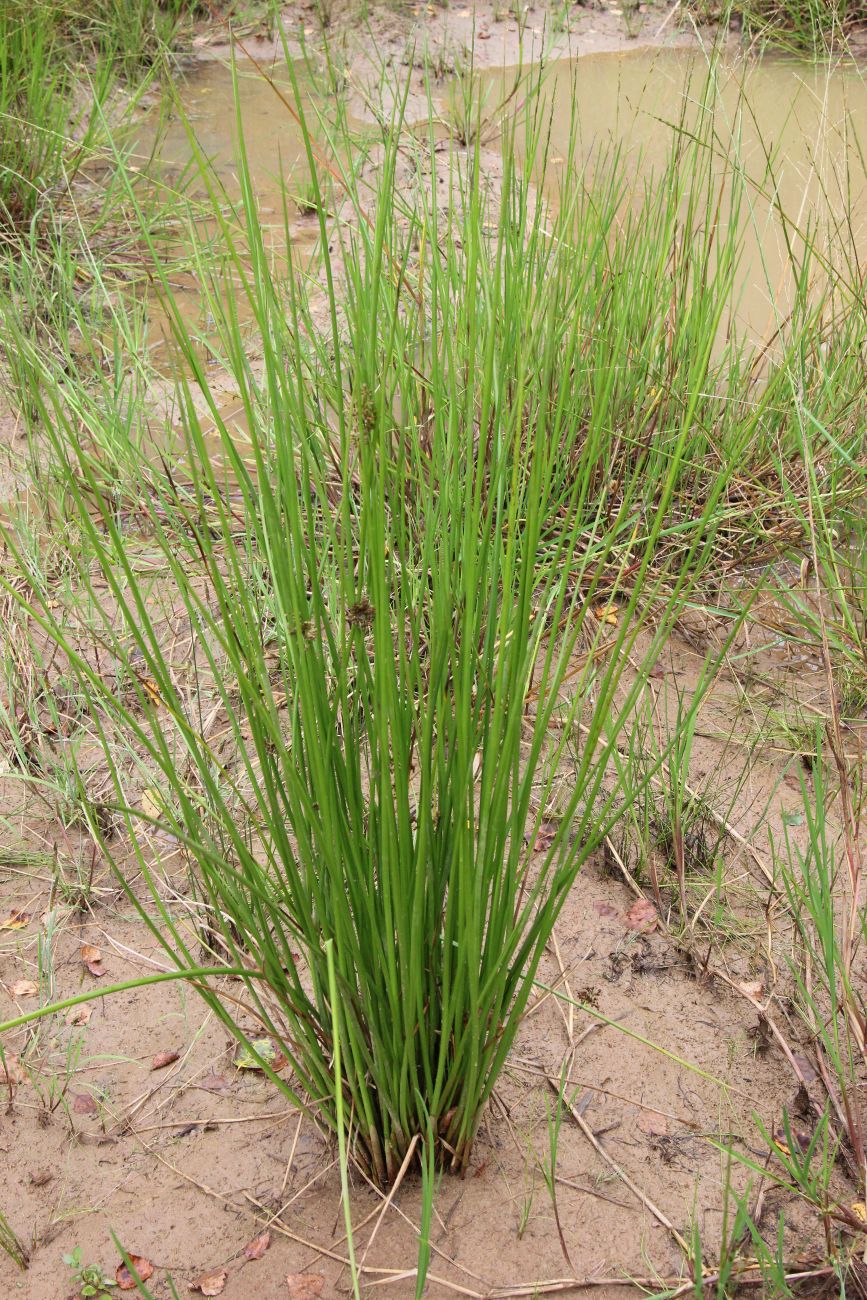 Изображение особи Juncus effusus.