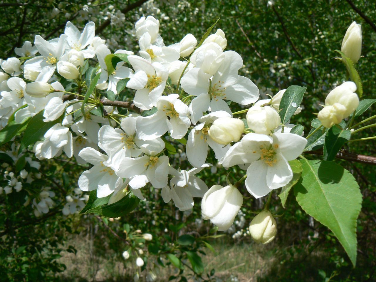 Изображение особи Malus mandshurica.