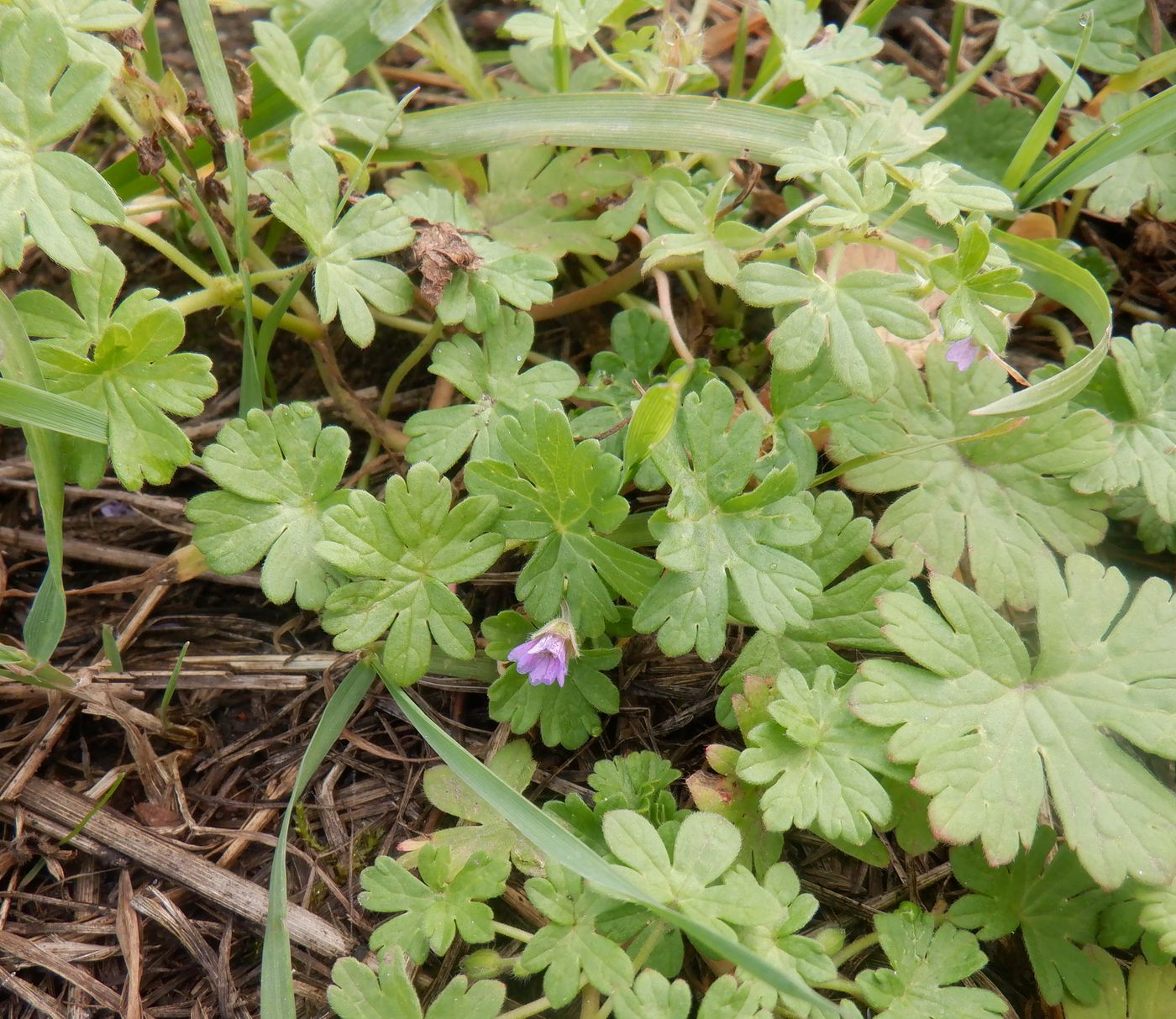 Изображение особи род Geranium.