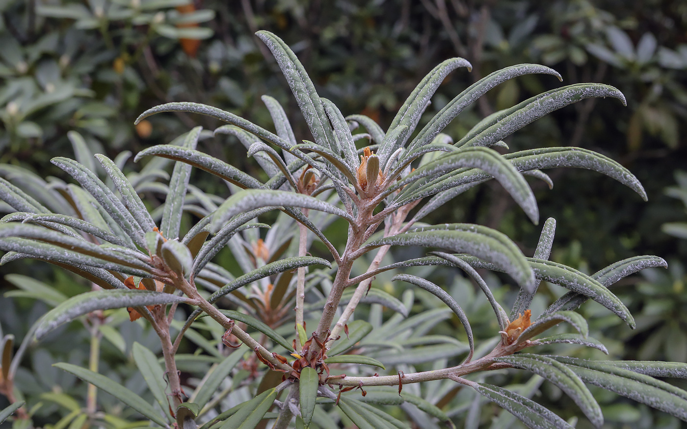 Image of Rhododendron makinoi specimen.