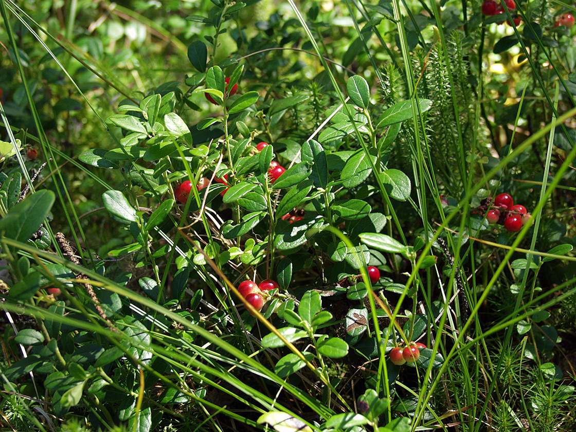 Image of Vaccinium vitis-idaea specimen.