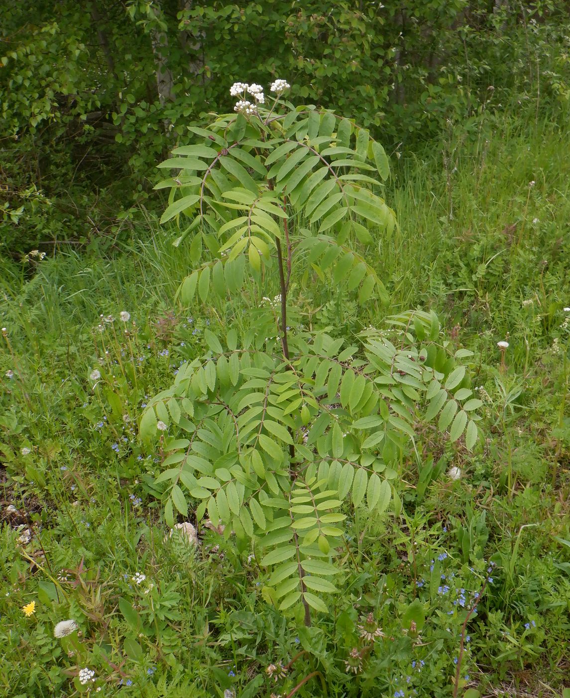 Image of Sorbus aucuparia specimen.