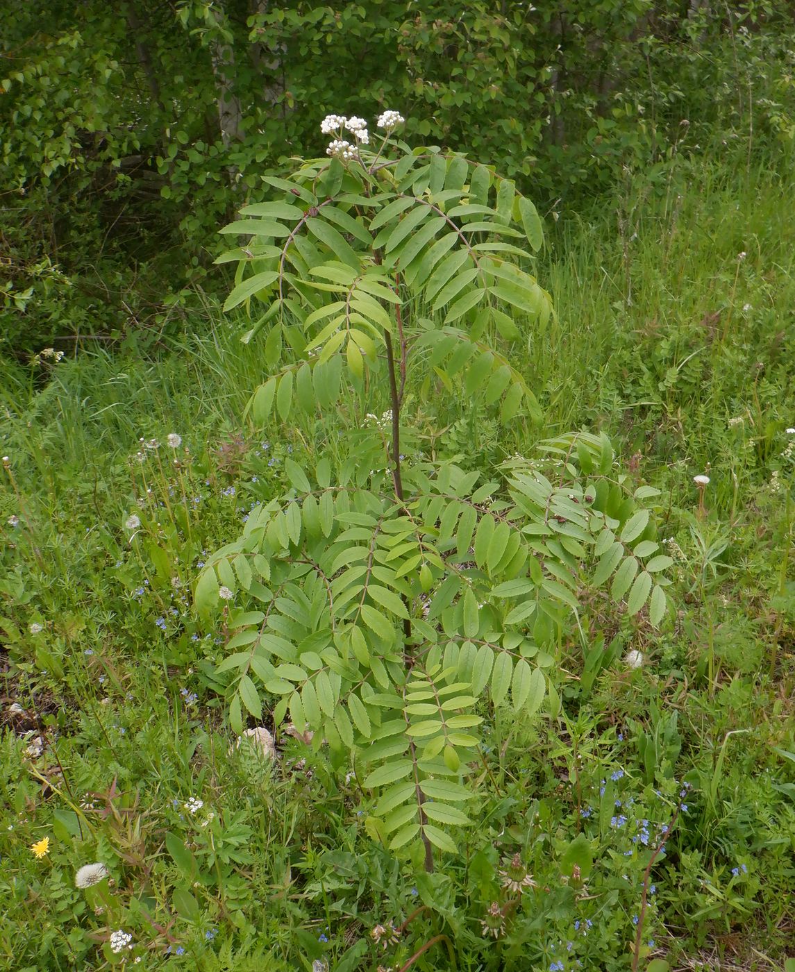 Изображение особи Sorbus aucuparia.