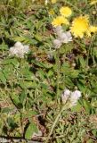 Antennaria dioica