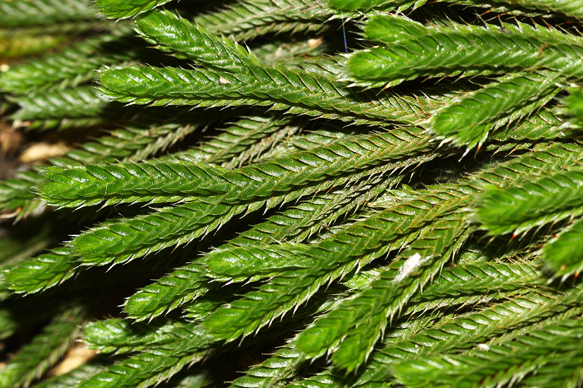 Image of Selaginella tamariscina specimen.