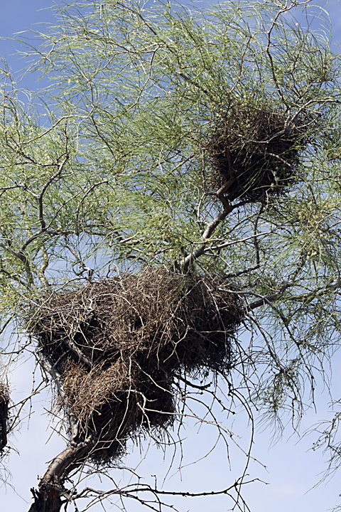 Image of genus Calligonum specimen.