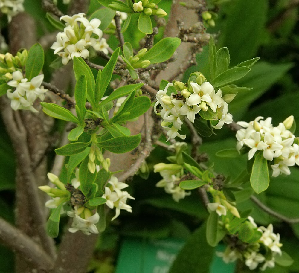 Image of Daphne alpina specimen.