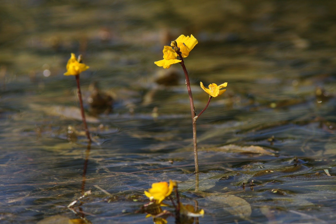 Image of Utricularia × neglecta specimen.