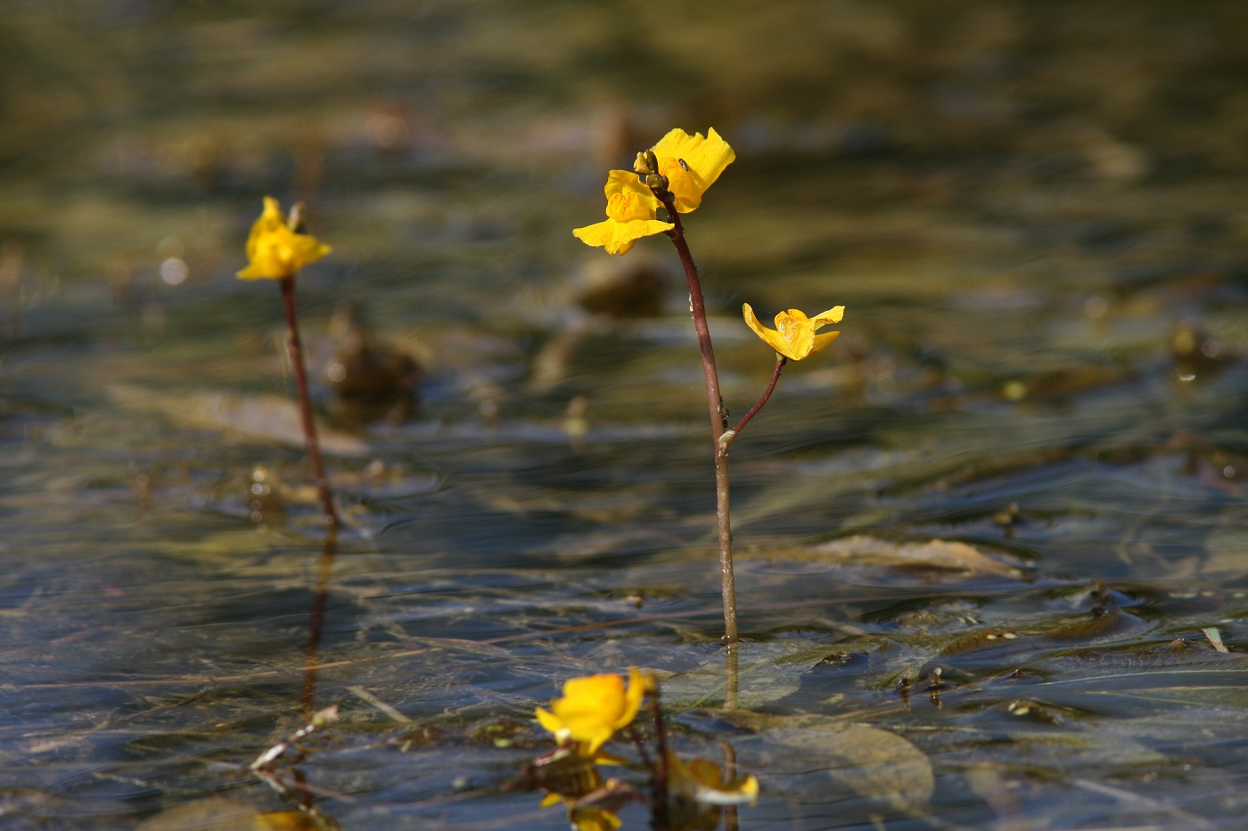 Изображение особи Utricularia australis.