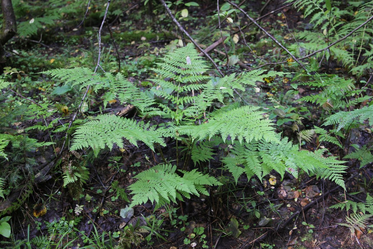 Изображение особи Dryopteris expansa.