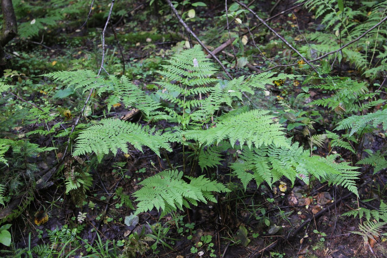 Image of Dryopteris expansa specimen.