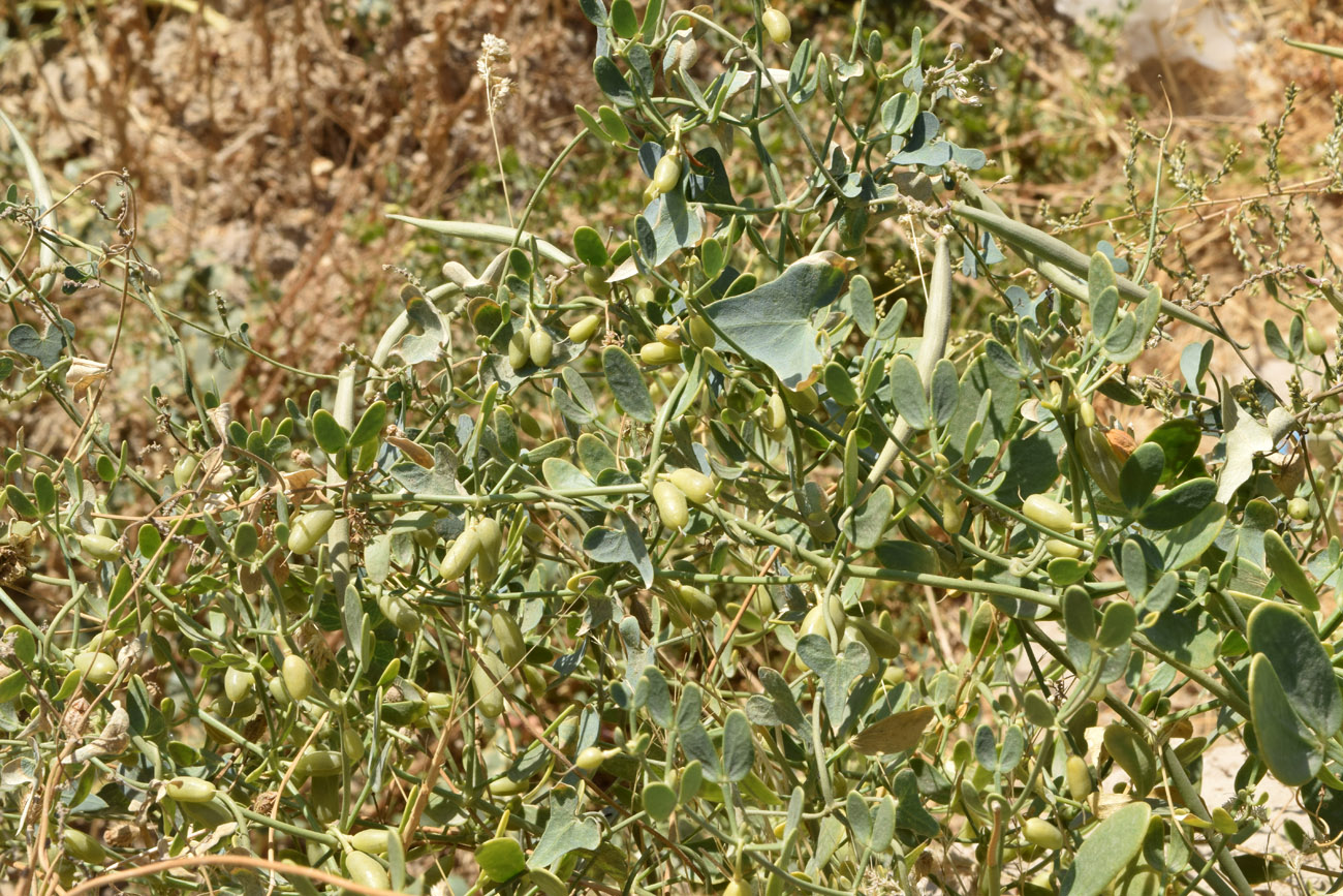 Image of Zygophyllum oxianum specimen.