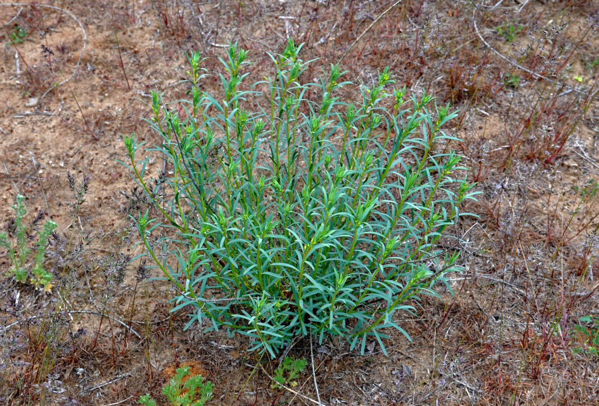 Image of genus Euphorbia specimen.
