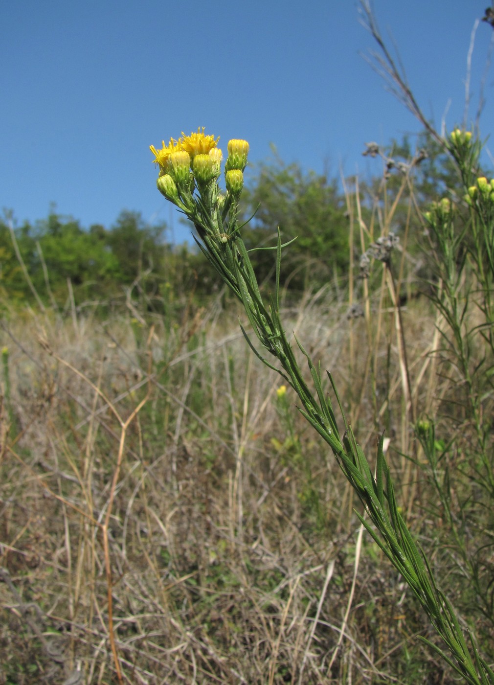 Image of Galatella linosyris specimen.