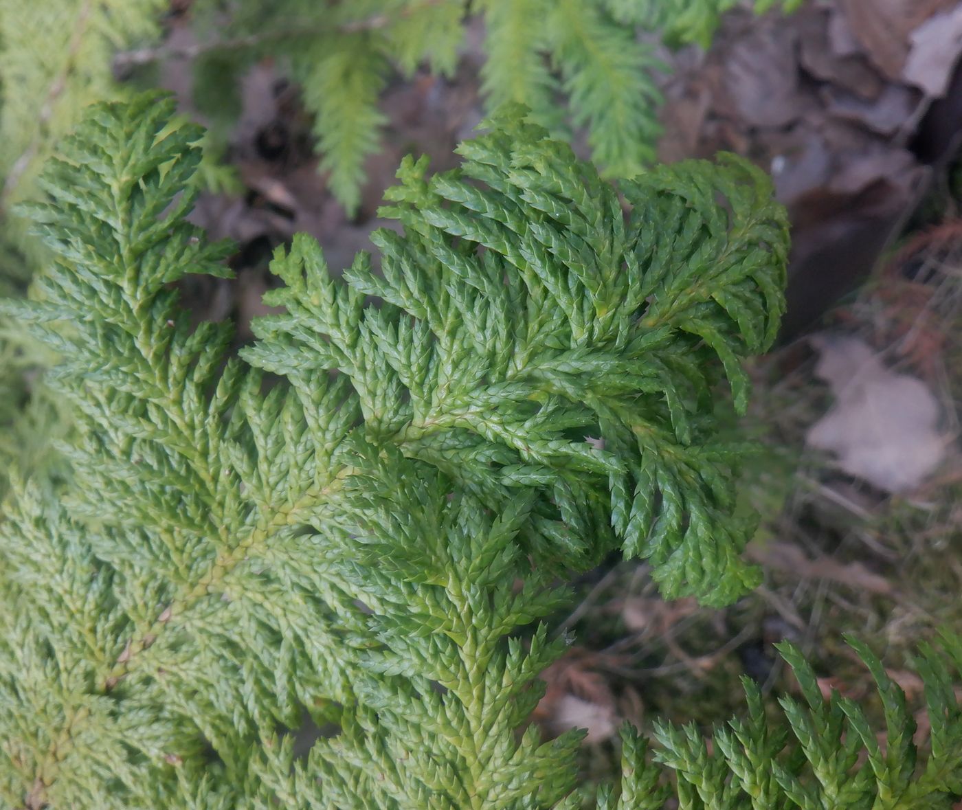 Image of genus Thuja specimen.