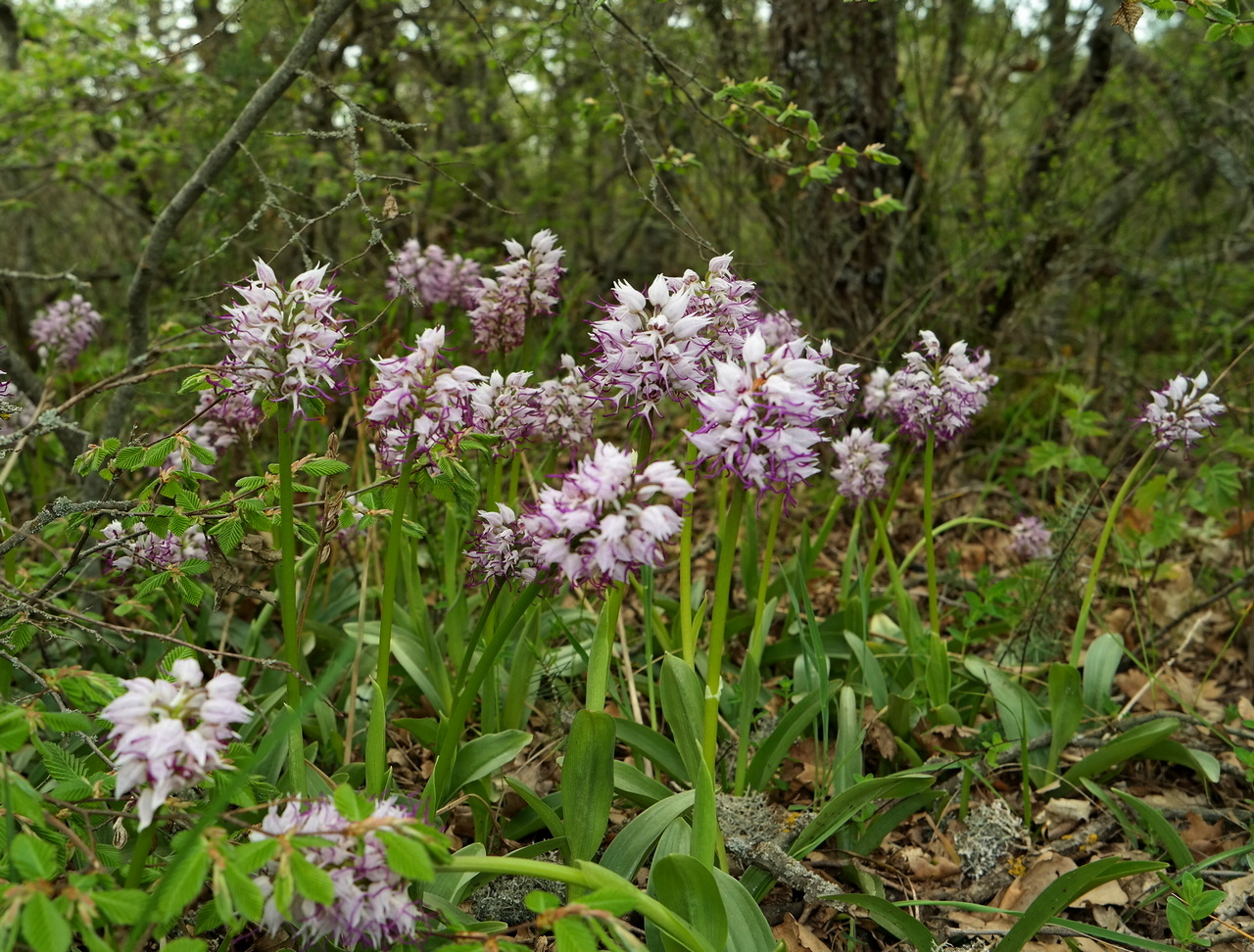 Image of Orchis simia specimen.