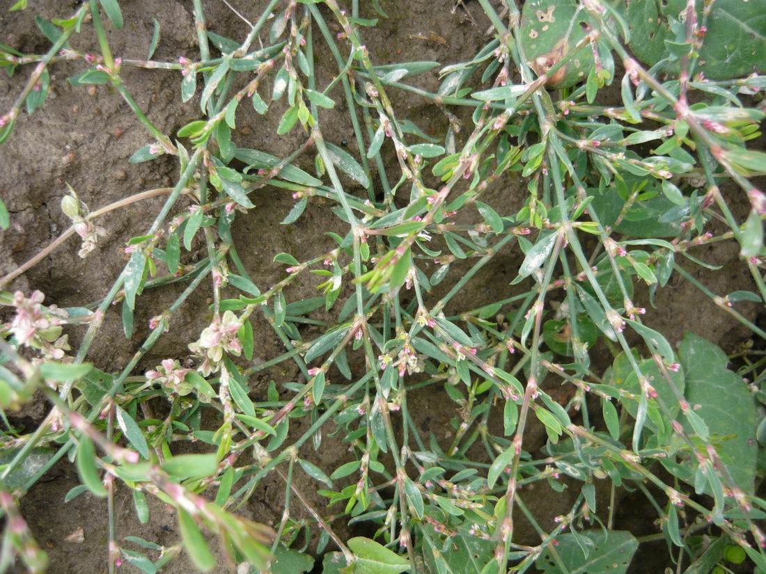 Image of Polygonum aviculare specimen.