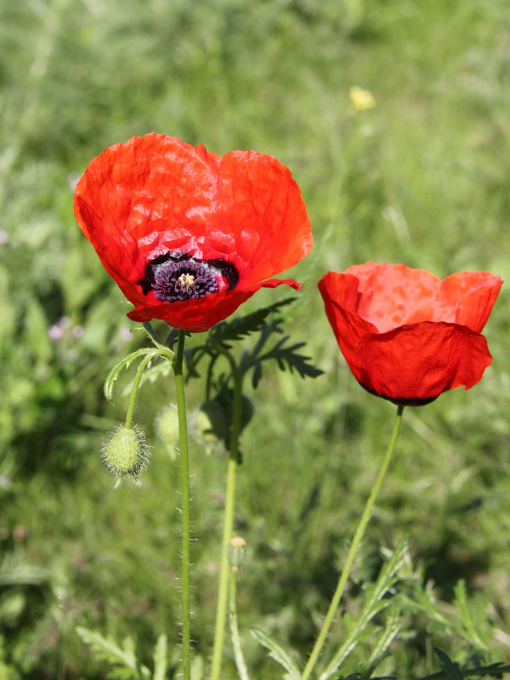 Изображение особи Papaver pavoninum.