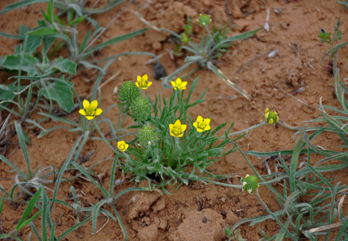 Image of genus Ceratocephala specimen.