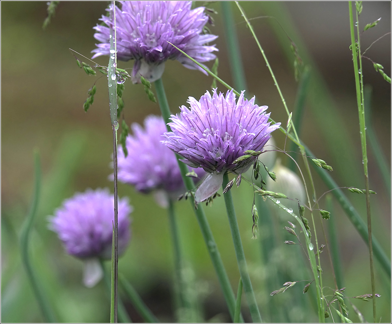 Image of Allium schoenoprasum specimen.