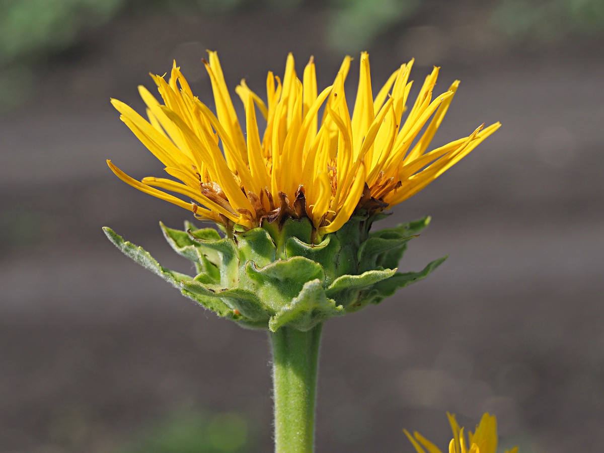 Image of Inula helenium specimen.