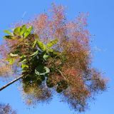 Cotinus coggygria. Ветвь с соплодиями. Краснодарский край, г. Сочи, Дендрарий. 08.06.2021.