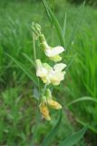 Lathyrus lacaitae
