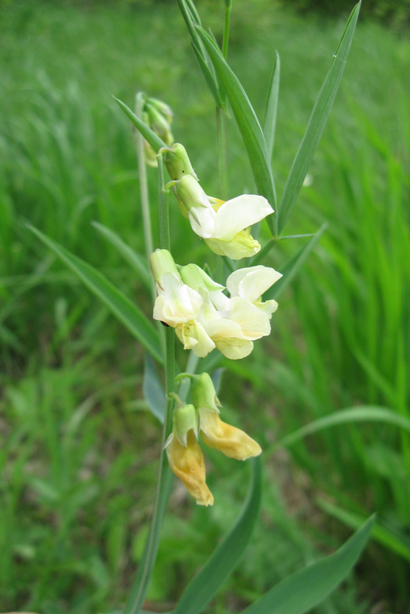 Изображение особи Lathyrus lacaitae.
