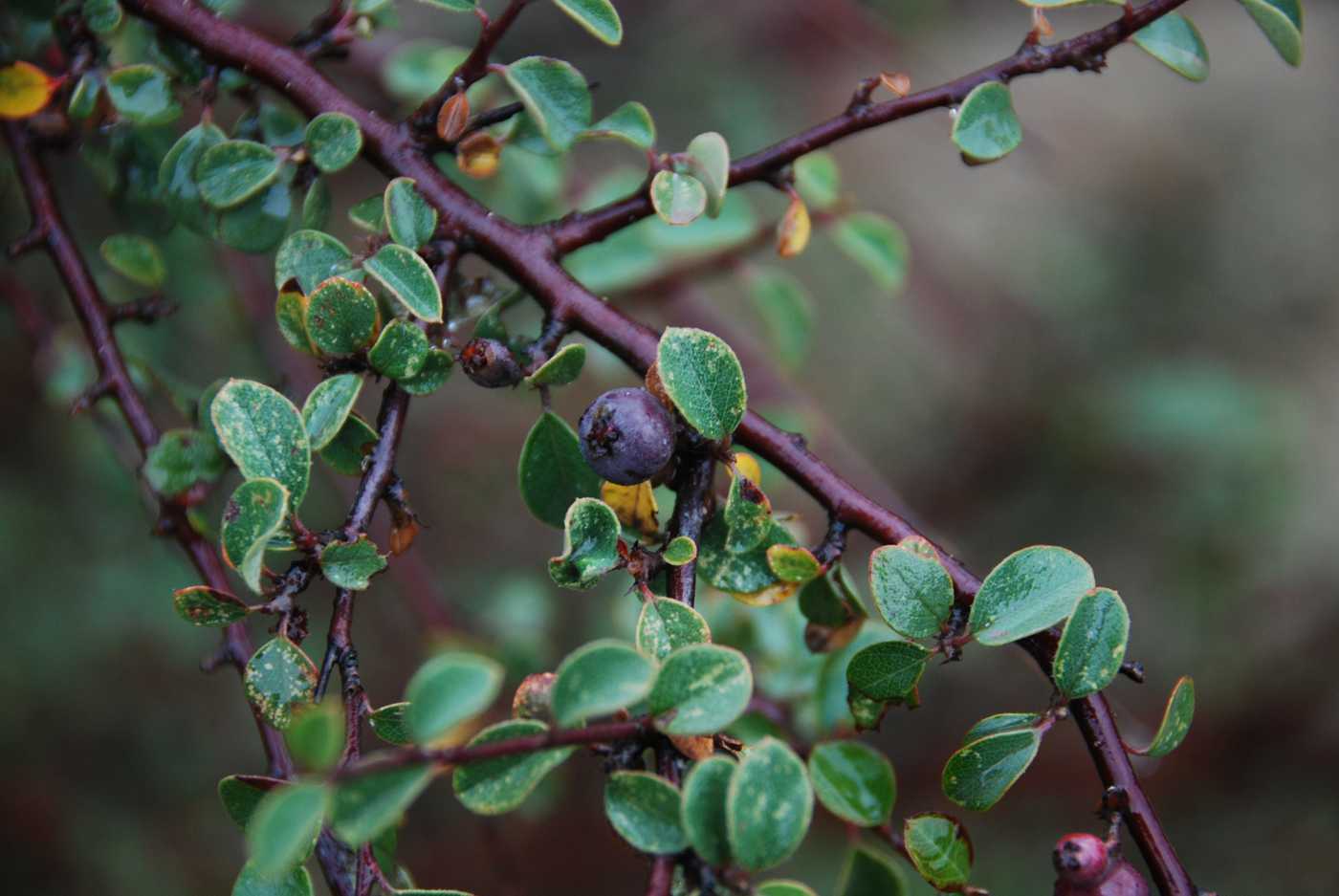 Image of Cotoneaster saxatilis specimen.