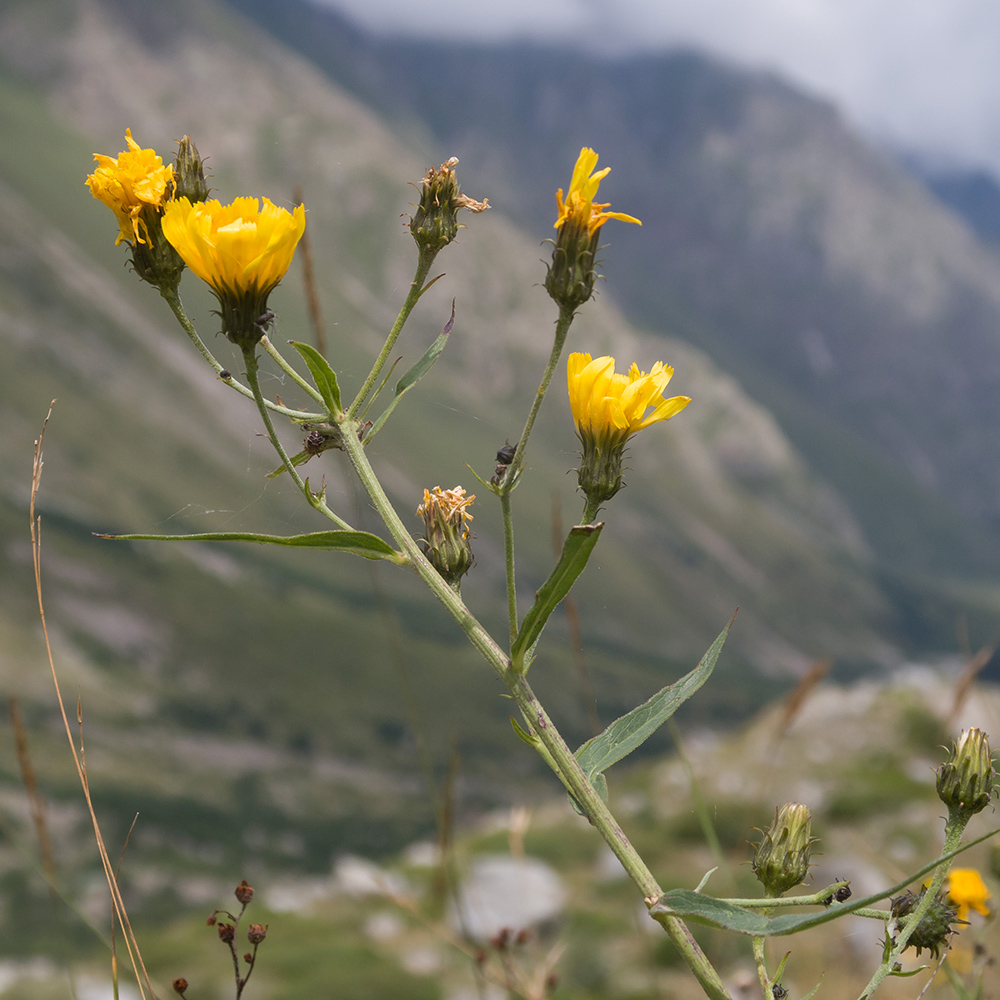 Image of genus Hieracium specimen.